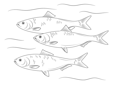 Skipjack Herring Fish Coloring Page